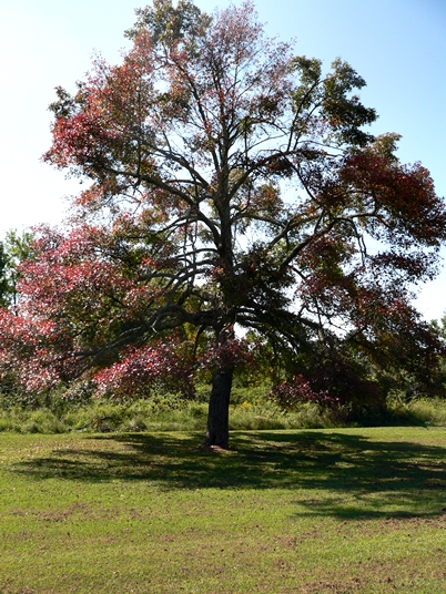 {Nyssa biflora}